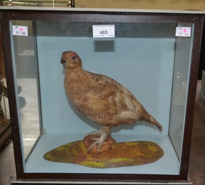 Lot 485 - A cased taxidermy of a Grouse, label to...