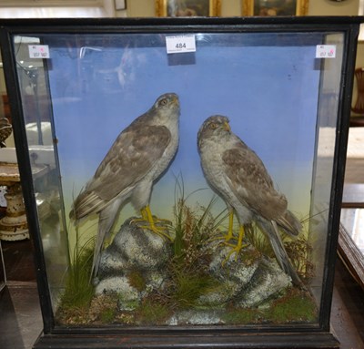Lot 484 - Two taxidermy Hawks housed in a glass case,...