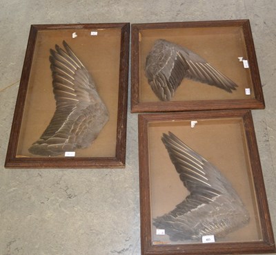 Lot 483 - A group of three early 20th century taxidermy...