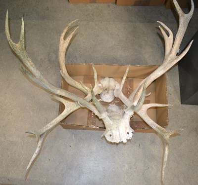 Lot 616 - A group of three sun-bleached antlers, the...