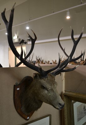 Lot 787 - An early 20th century 10-point taxidermy stag...