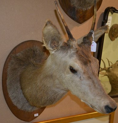 Lot 781 - An early 20th century, 2-point taxidermy stag...