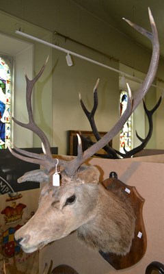Lot 780 - An early 20th century 10-point taxidermy stag...