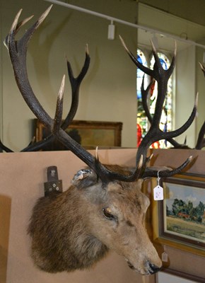 Lot 783 - An early 20th century 13-point taxidermy head,...