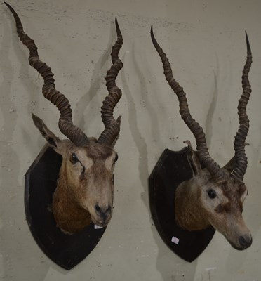Lot 764 - Two early 20th century taxidermy gazelles,...
