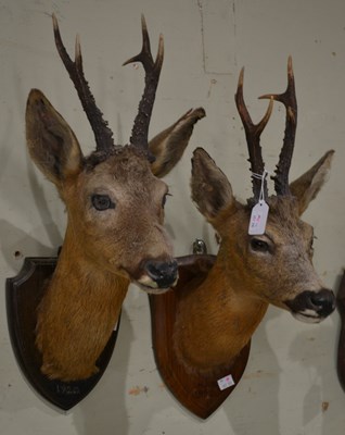 Lot 765 - Two early 20th century taxidermy deer heads,...
