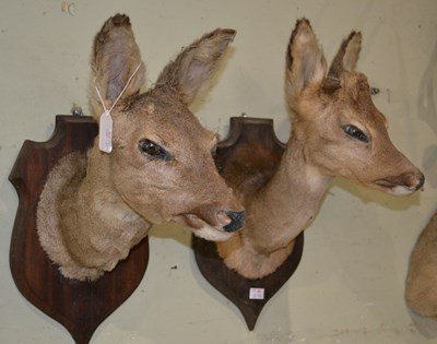 Lot 766 - Two early 20th century taxidermy deerheads,...