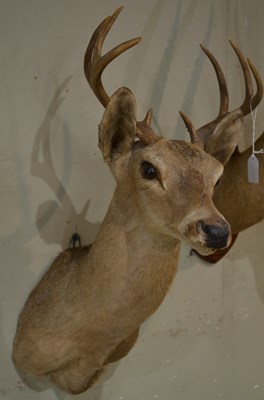 Lot 767 - An early 20th century taxidermy 8-point stag...