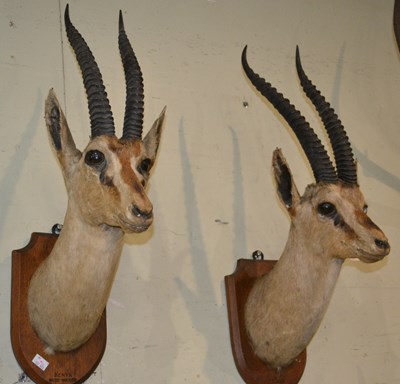 Lot 768 - A near pair of 20th century taxidermy gazelles,...