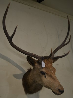 Lot 769 - An early 20th century 6-point taxidermy stag...