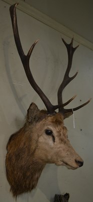 Lot 770 - An early 20th century 10-point taxidermy stag...
