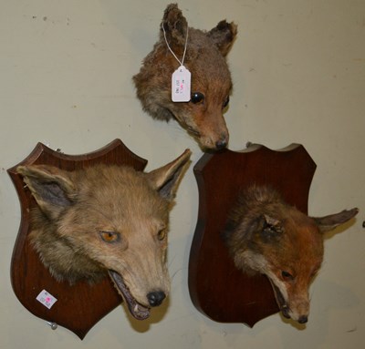 Lot 771 - A group of three early 20th century taxidermy...