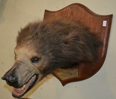 Lot 772 - An early 20th century taxidermy Sloth Bear,...