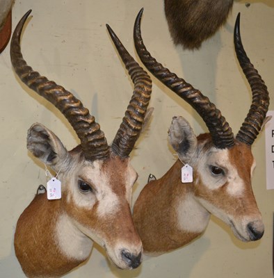 Lot 774 - A pair of early 20th century taxidermy gazelle...
