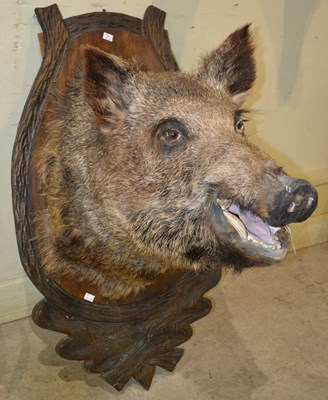 Lot 773 - An early 20th century taxidermy wild boar head,...