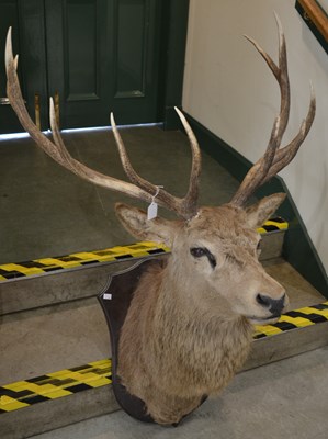 Lot 782 - An early 20th century 10-point taxidermy stag...