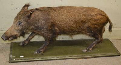 Lot 779 - An early 20th century taxidermy wild boar,...