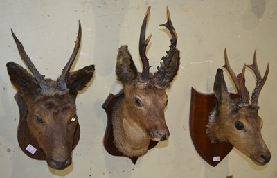 Lot 778 - Three early 20th century taxidermy roe deer...