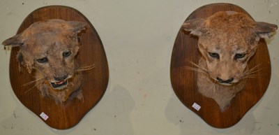 Lot 777 - A near pair of early 20th century taxidermy...