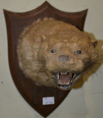 Lot 776 - An early 20th century taxidermy otter head,...