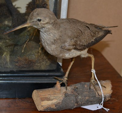 Lot 800 - An early 20th century taxidermy specimen of a...