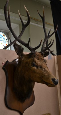 Lot 791 - An early 20th century 9-point taxidermy stag...