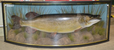 Lot 779A - A 20th century taxidermy pike, label to top...