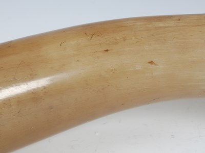 Lot 273 - A large curved horn snuff mull with pewter...