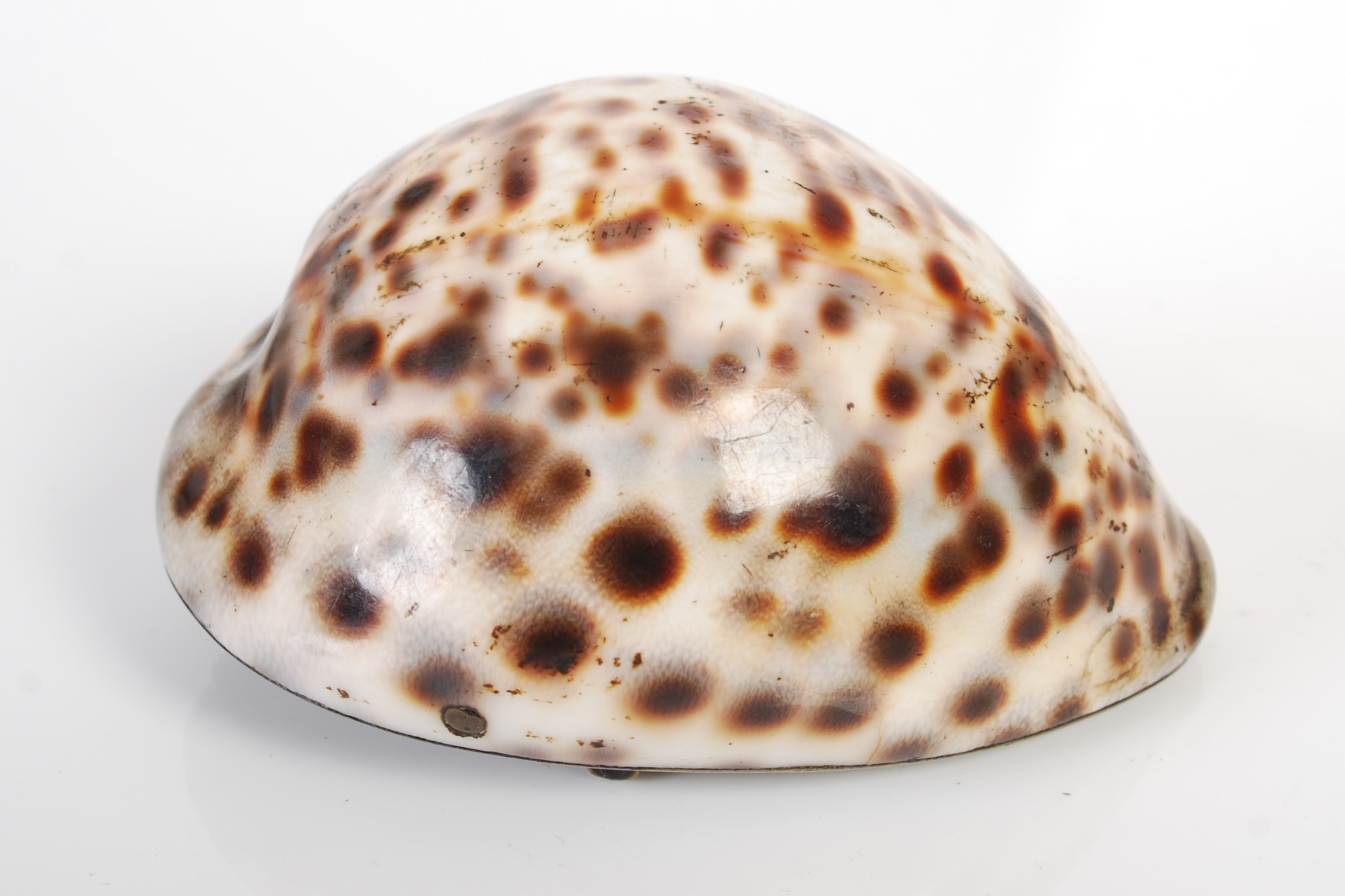 Lot 281 - A cowrie shell snuff box,