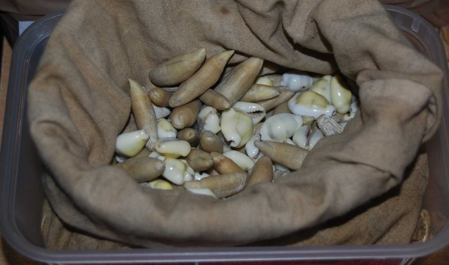 Lot 306 - A collection of miniature shells contained...