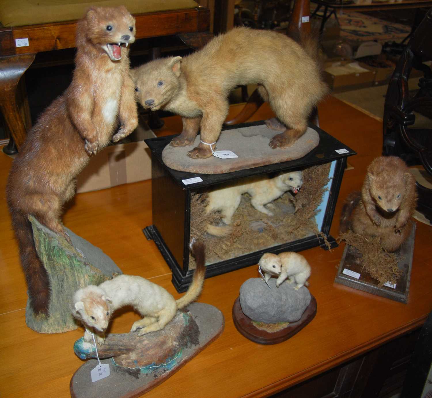 Lot 969 - A group of six taxidermy mammals to include...