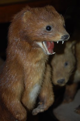 Lot 969 - A group of six taxidermy mammals to include...