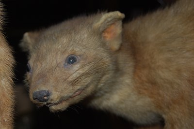 Lot 969 - A group of six taxidermy mammals to include...