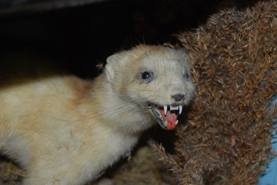 Lot 969 - A group of six taxidermy mammals to include...