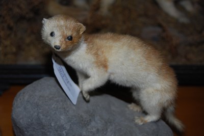 Lot 969 - A group of six taxidermy mammals to include...