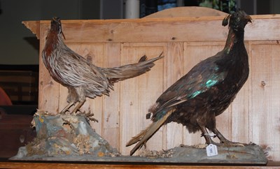 Lot 1003 - A taxidermy group of two pheasants.