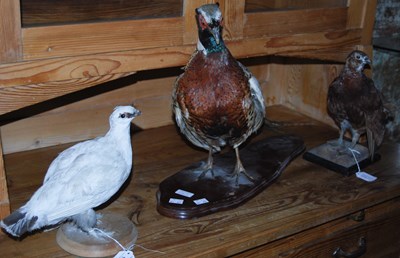 Lot 1006 - Three taxidermy birds to include a ptarmigan,...