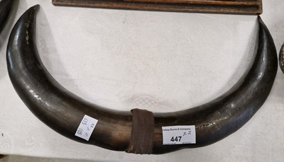 Lot 447 - A pair of cow horn mounts.