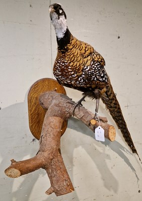 Lot 646 - A gold-coloured pheasant taxidermy mounted on...