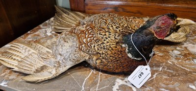 Lot 647 - A taxidermy of a pheasant.