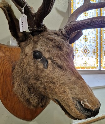 Lot 657 - An antique thirteen point stag head taxidermy...