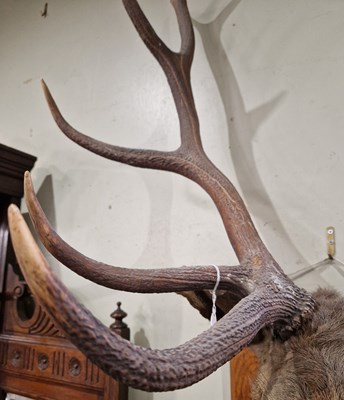 Lot 657 - An antique thirteen point stag head taxidermy...