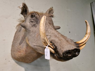 Lot 794 - An early 20th century taxidermy warthog with...