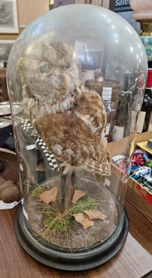 Lot 270 - A taxidermy of tawny owl, mounted in a domed...