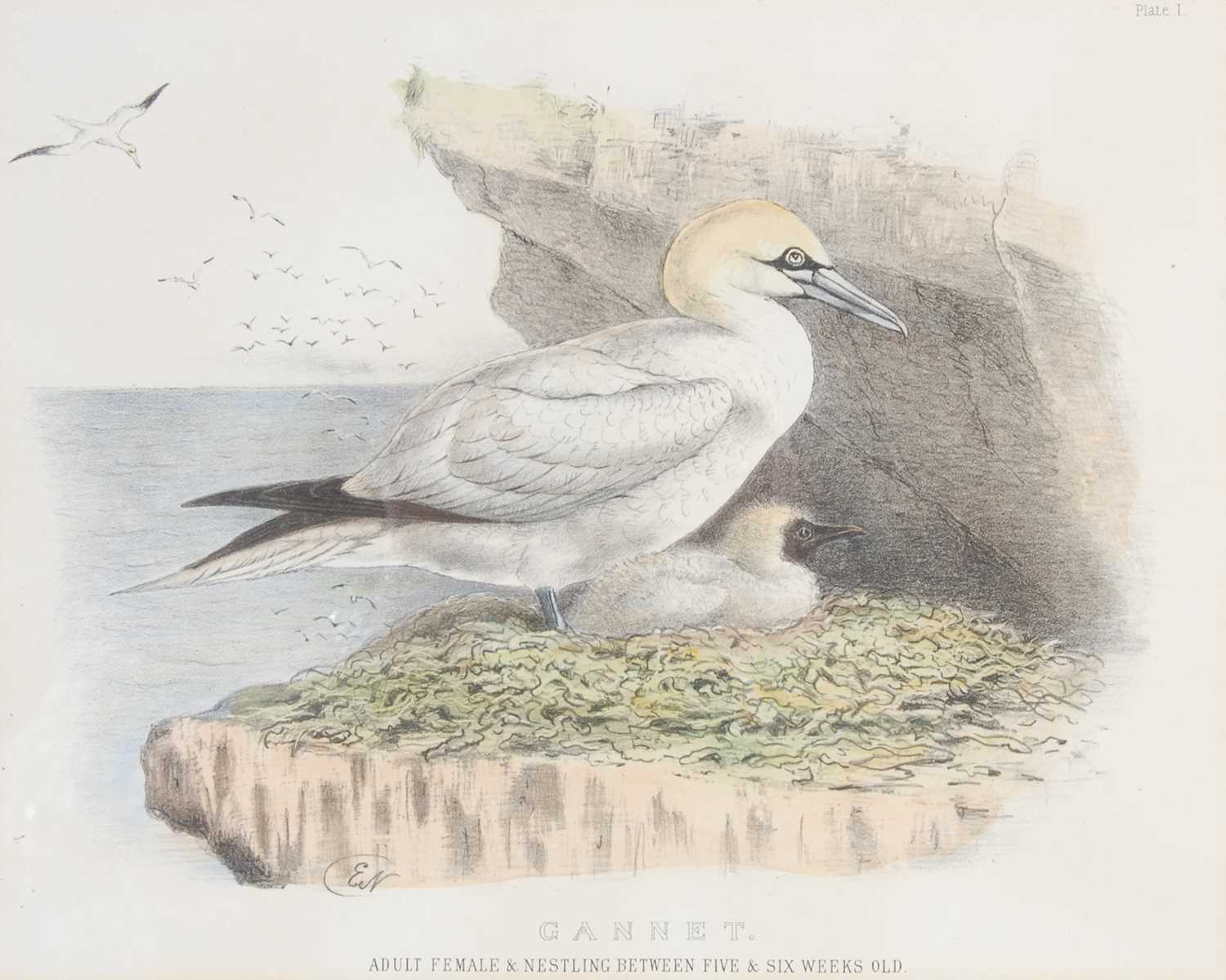 Lot 298 - After Ernest Neale Red Breasted Merganser,...