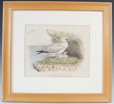 Lot 298 - After Ernest Neale Red Breasted Merganser,...