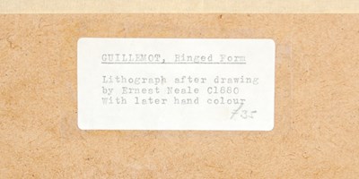 Lot 298 - After Ernest Neale Red Breasted Merganser,...