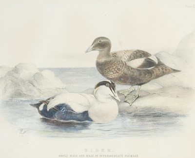 Lot 298 - After Ernest Neale Red Breasted Merganser,...