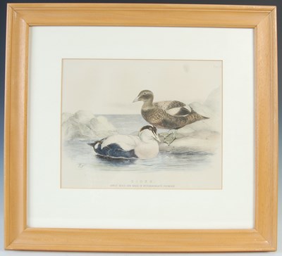 Lot 298 - After Ernest Neale Red Breasted Merganser,...
