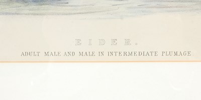 Lot 298 - After Ernest Neale Red Breasted Merganser,...